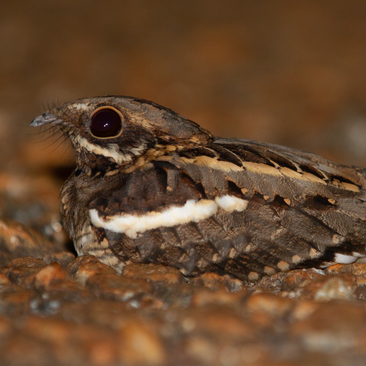 Long-tailed Nightjar - ML361746591