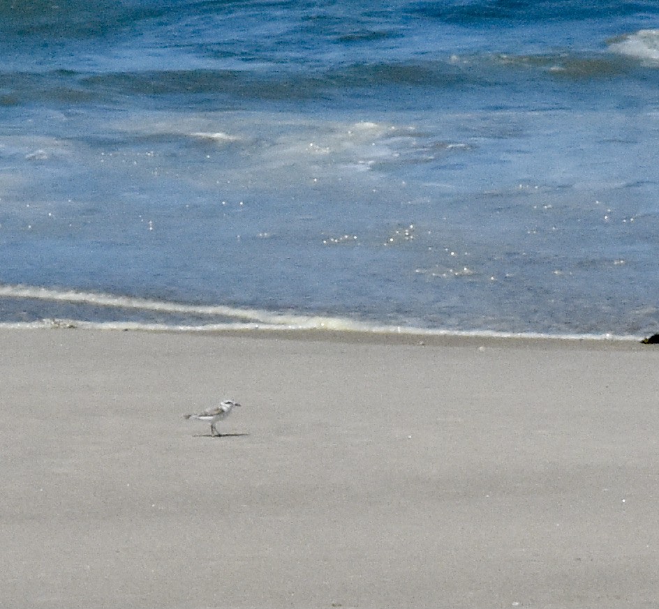 Snowy Plover - Anders Price