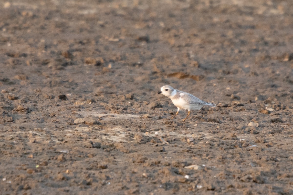 Piping Plover - ML361748441