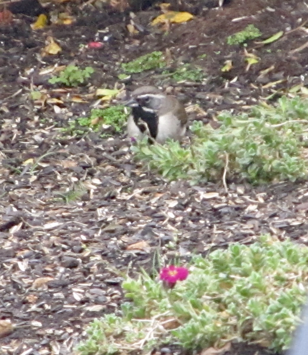 Black-throated Sparrow - ML361748461