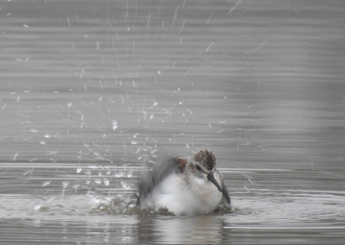 Bergstrandläufer - ML361750371