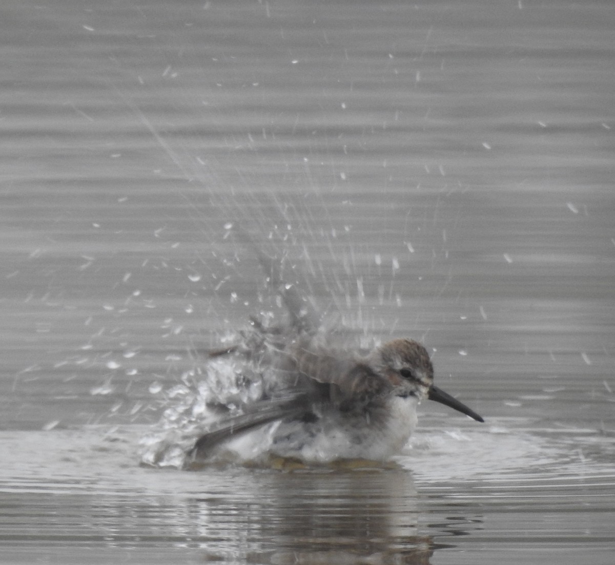 Bergstrandläufer - ML361750381