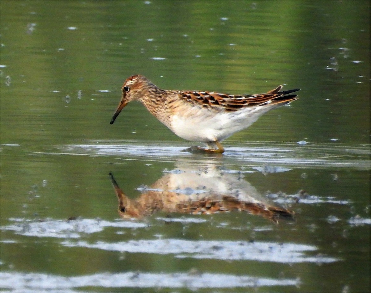 Graubrust-Strandläufer - ML361750631