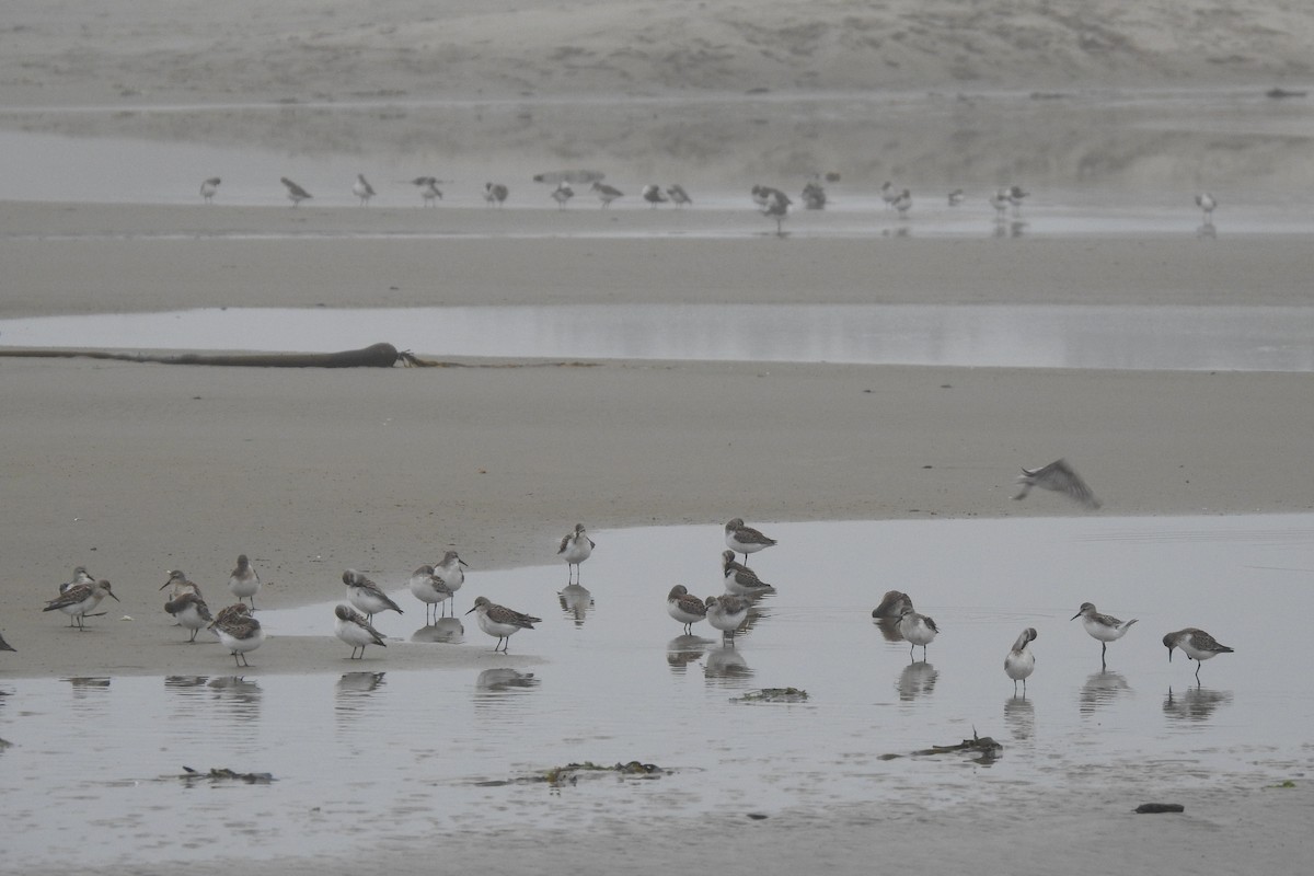 Western Sandpiper - ML361750741