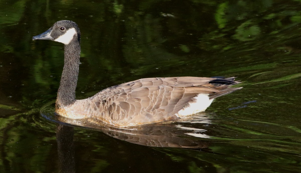 Canada Goose - ML361751171