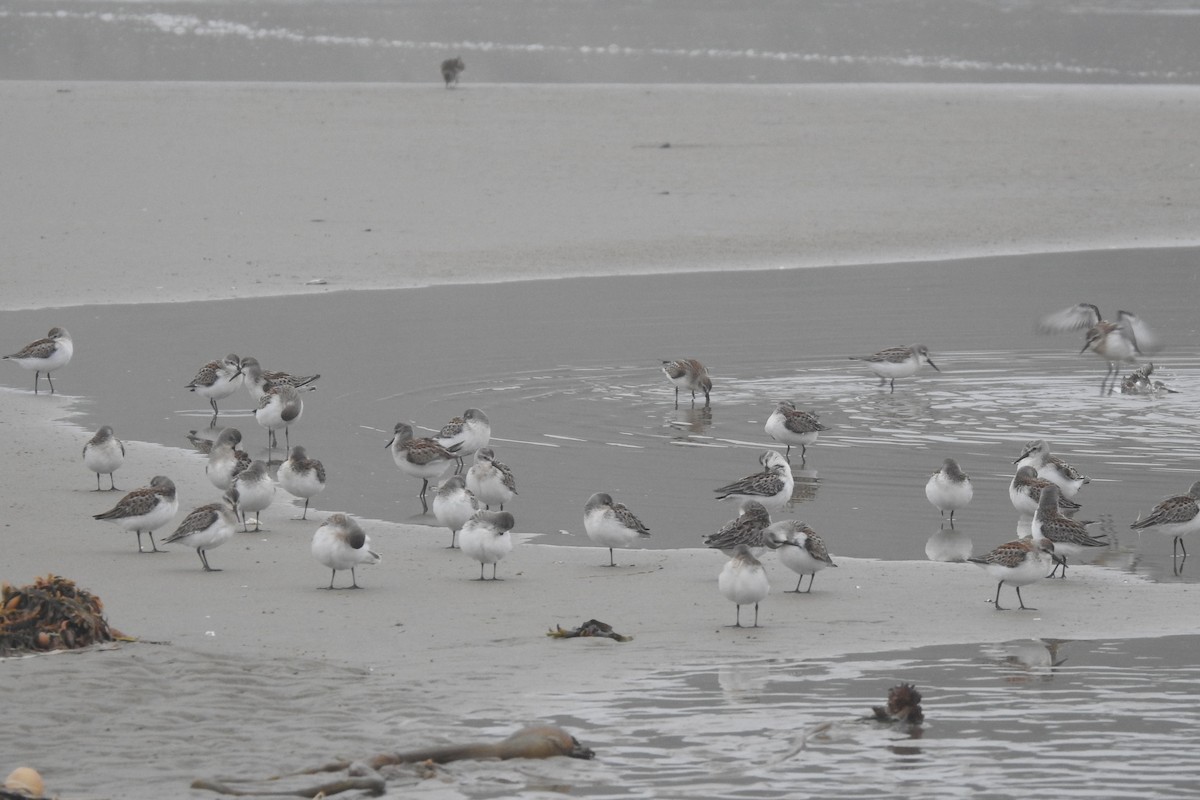 Western Sandpiper - ML361751361