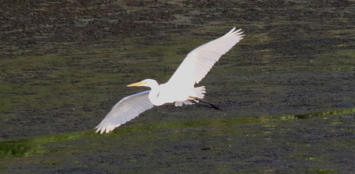 Great Egret - Jeffrey Blalock