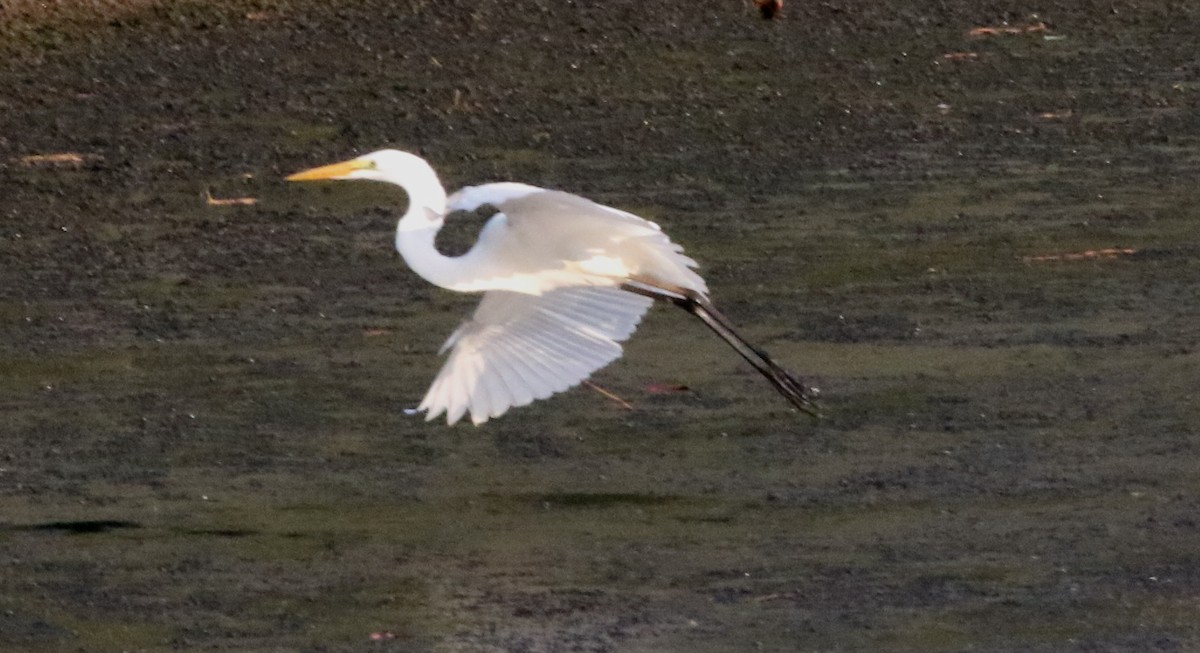 Great Egret - Jeffrey Blalock