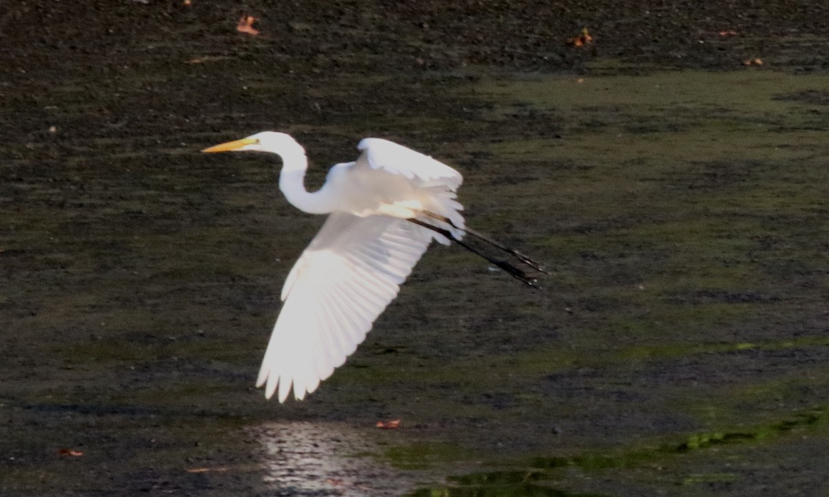 Great Egret - Jeffrey Blalock