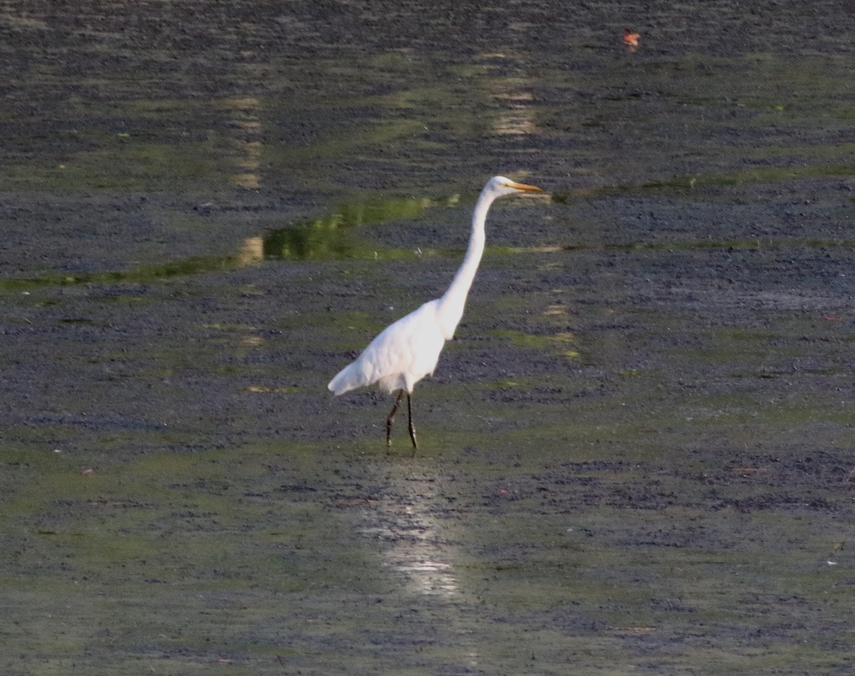 Great Egret - ML361751501