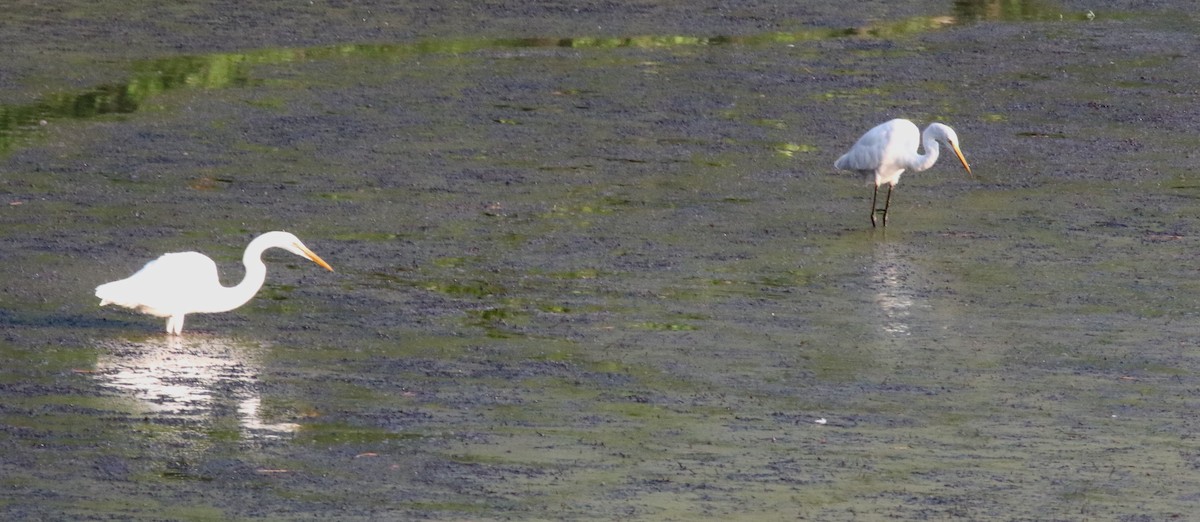 Great Egret - Jeffrey Blalock