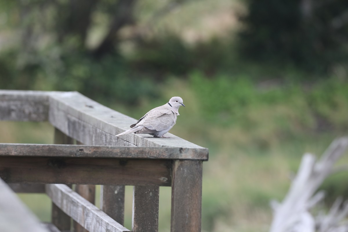 Eurasian Collared-Dove - ML361752591