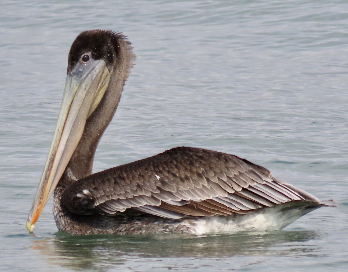pelikán hnědý - ML361753791