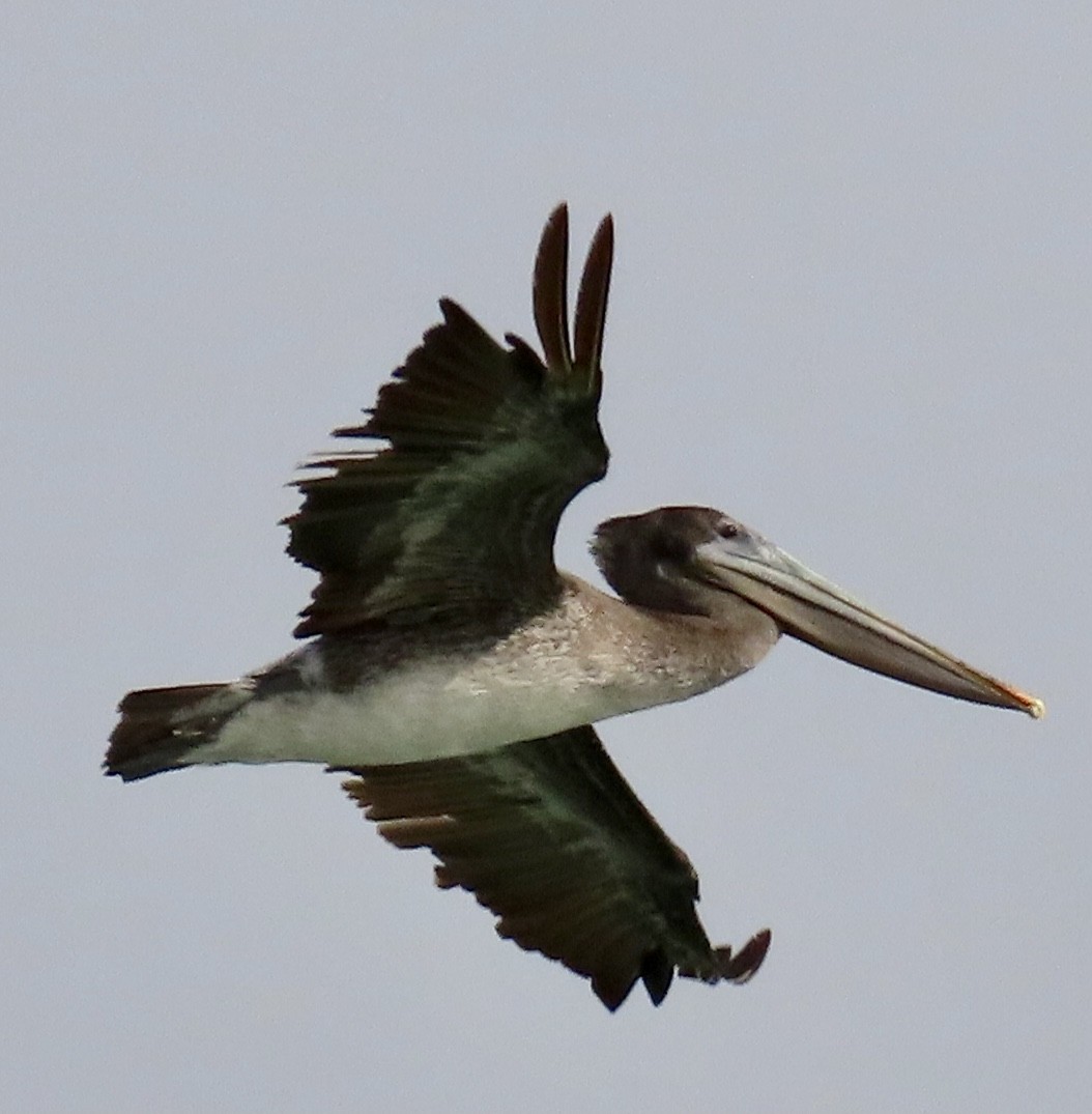 Brown Pelican - ML361754051