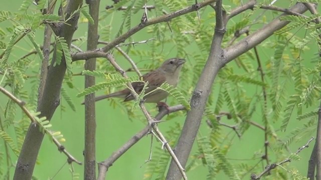 Botteri's Sparrow - ML361755041