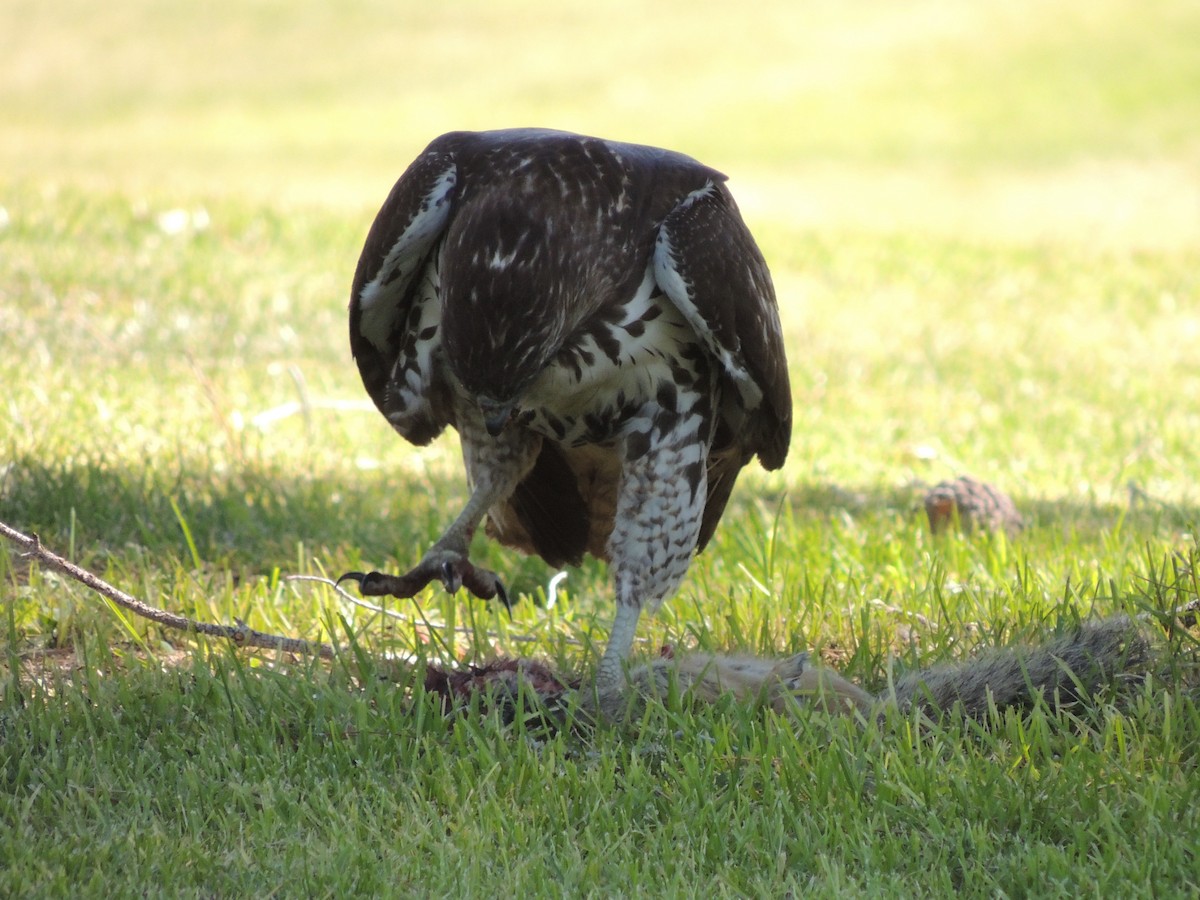 Red-tailed Hawk (calurus/alascensis) - ML36175561