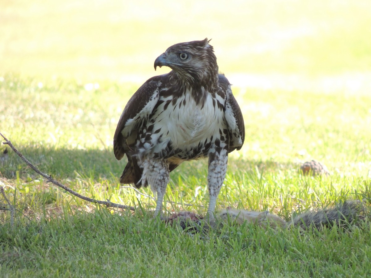 Red-tailed Hawk (calurus/alascensis) - ML36175571