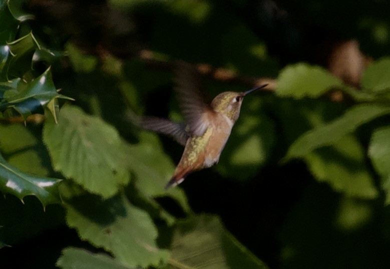 Rufous Hummingbird - ned bohman