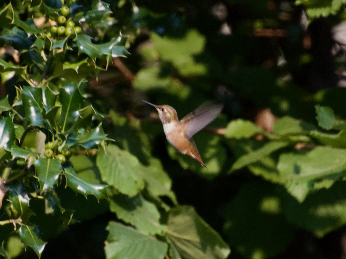 Rufous Hummingbird - ned bohman