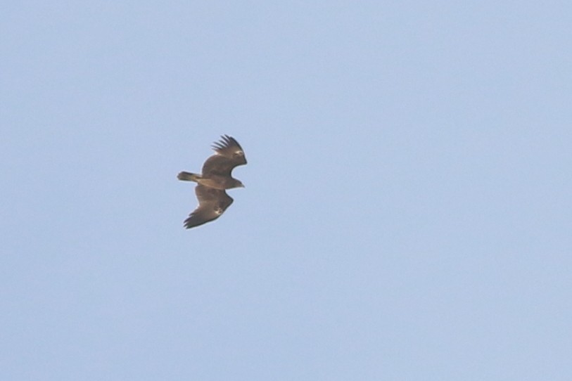 Greater Spotted Eagle - ML361757601