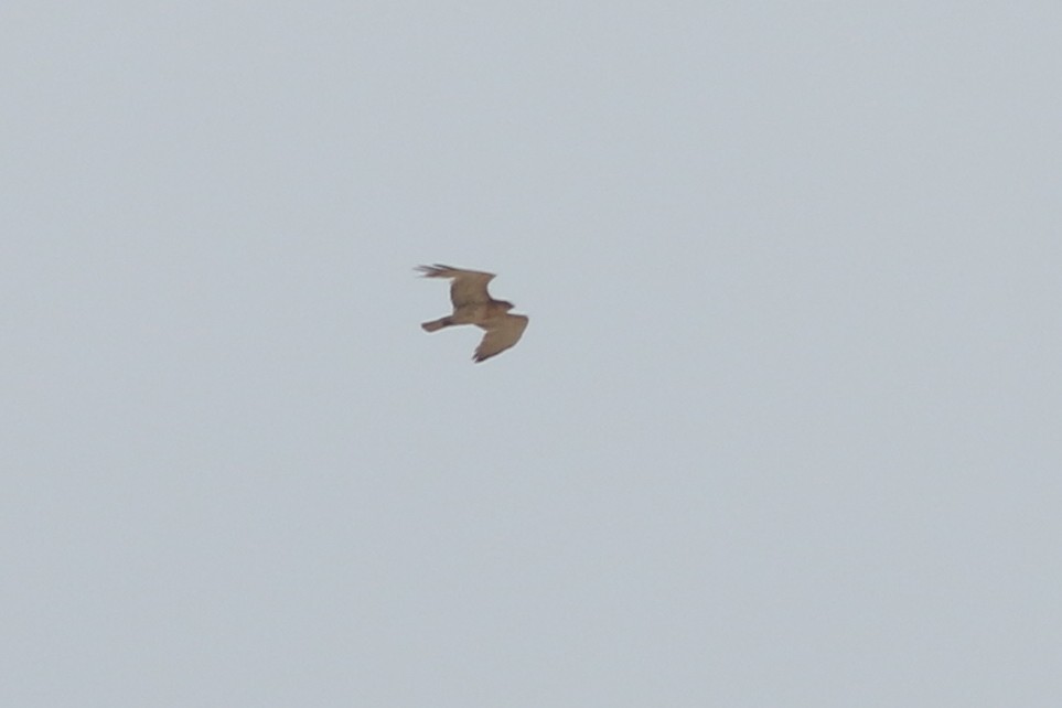 Short-toed Snake-Eagle - Alexandre Hespanhol Leitão