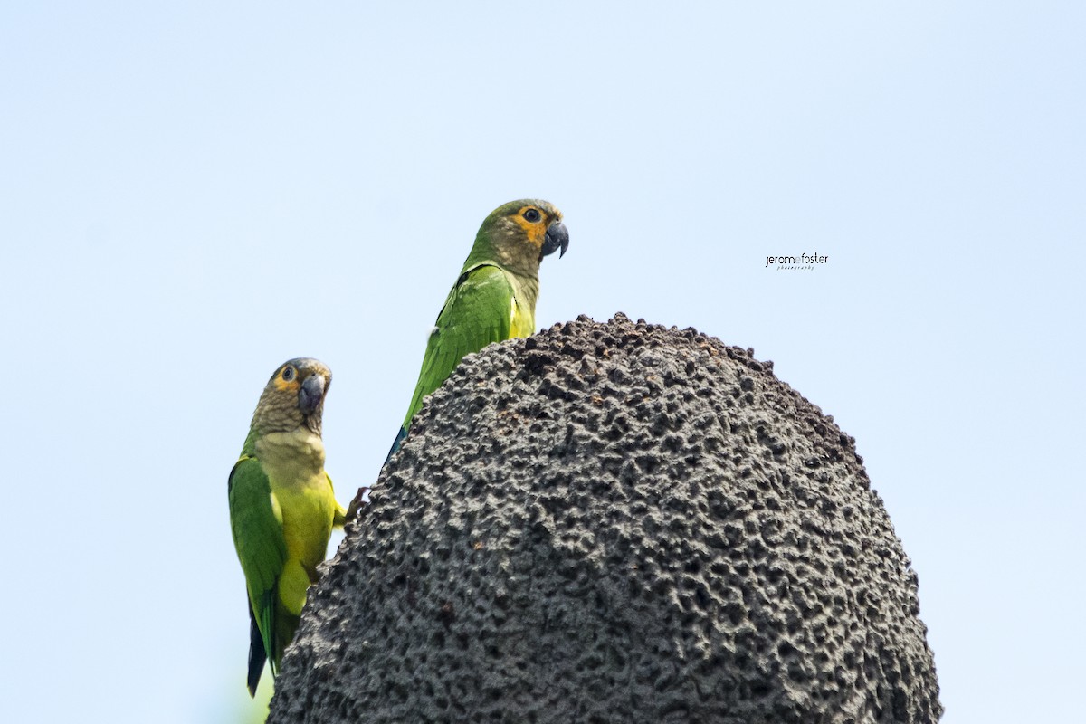 Brown-throated Parakeet - ML36175821