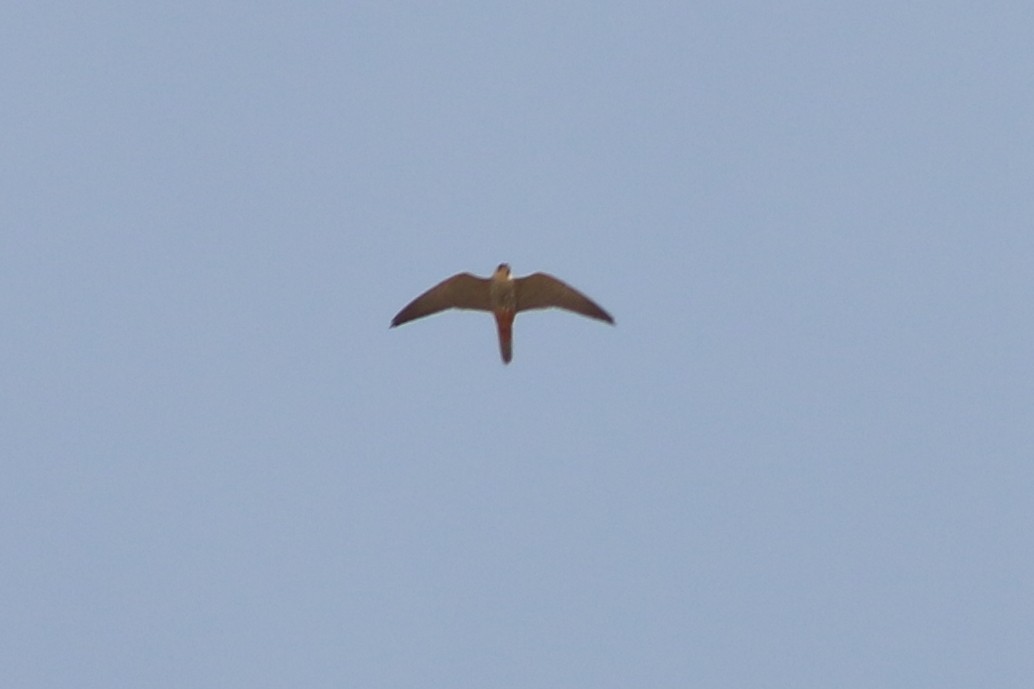 Eurasian Hobby - Alexandre Hespanhol Leitão