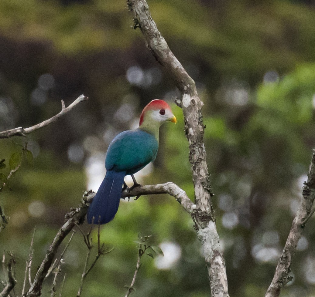 Turaco Crestirrojo - ML361758881