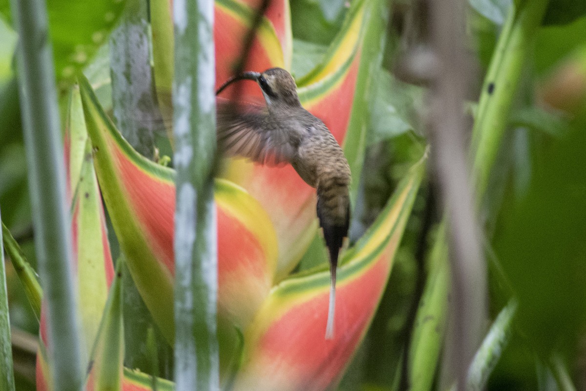 Длинноклювый колибри-отшельник - ML361760031