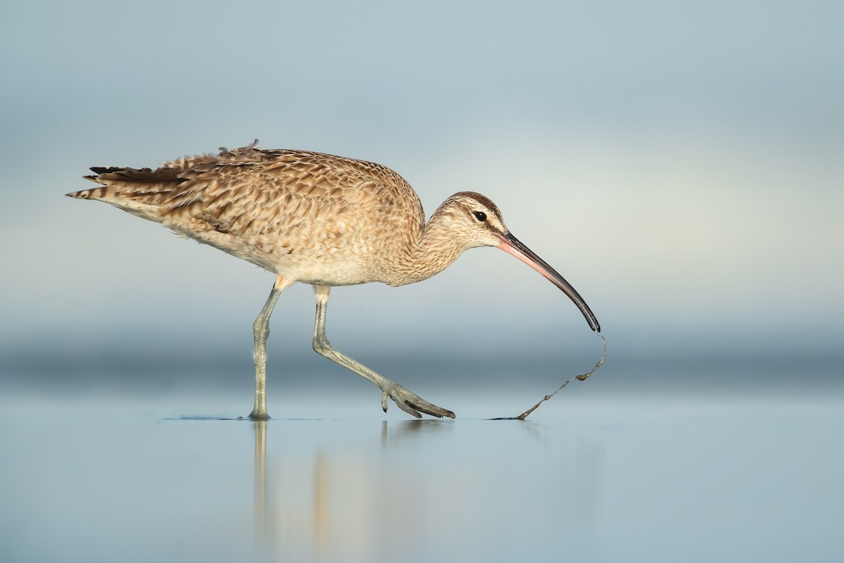 Whimbrel - ML361760061