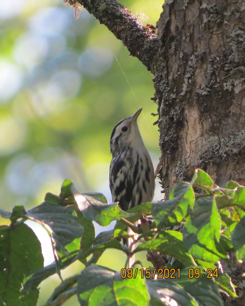 Black-and-white Warbler - ML361762821
