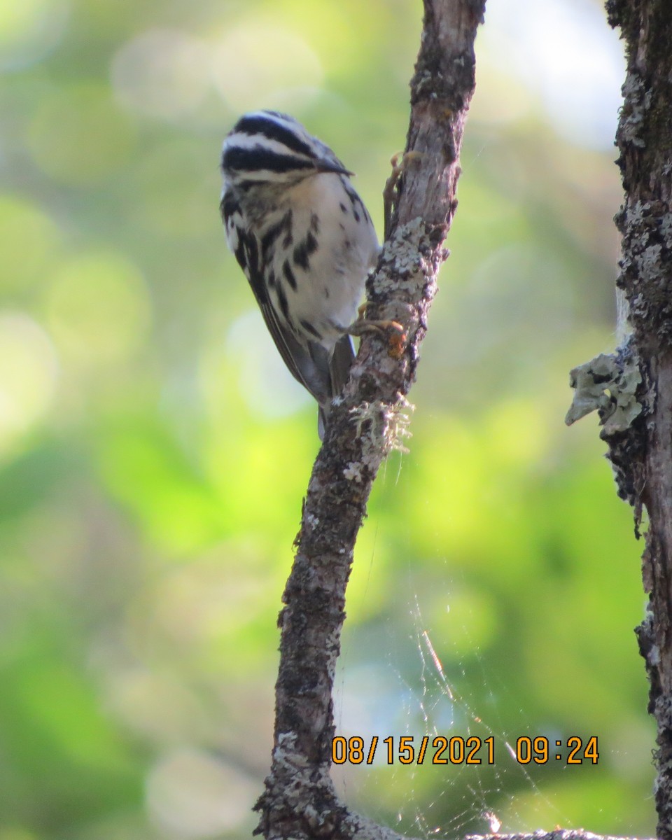 Black-and-white Warbler - ML361762841
