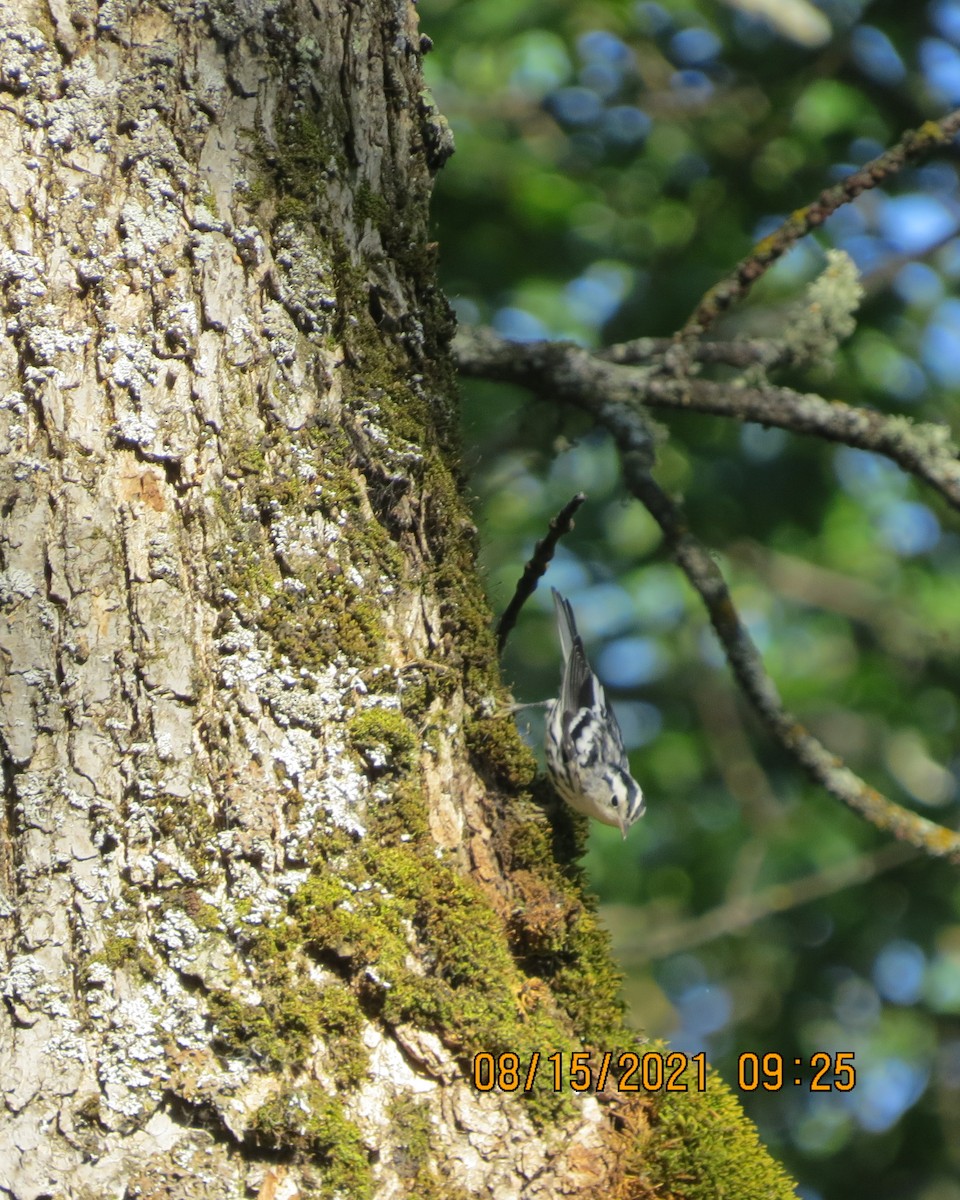 Black-and-white Warbler - ML361763111