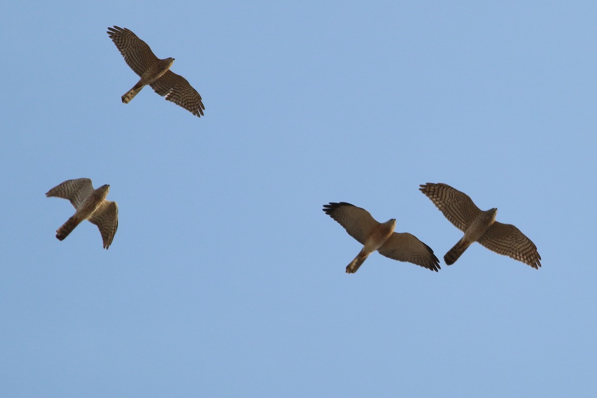 Levant Sparrowhawk - ML361763401