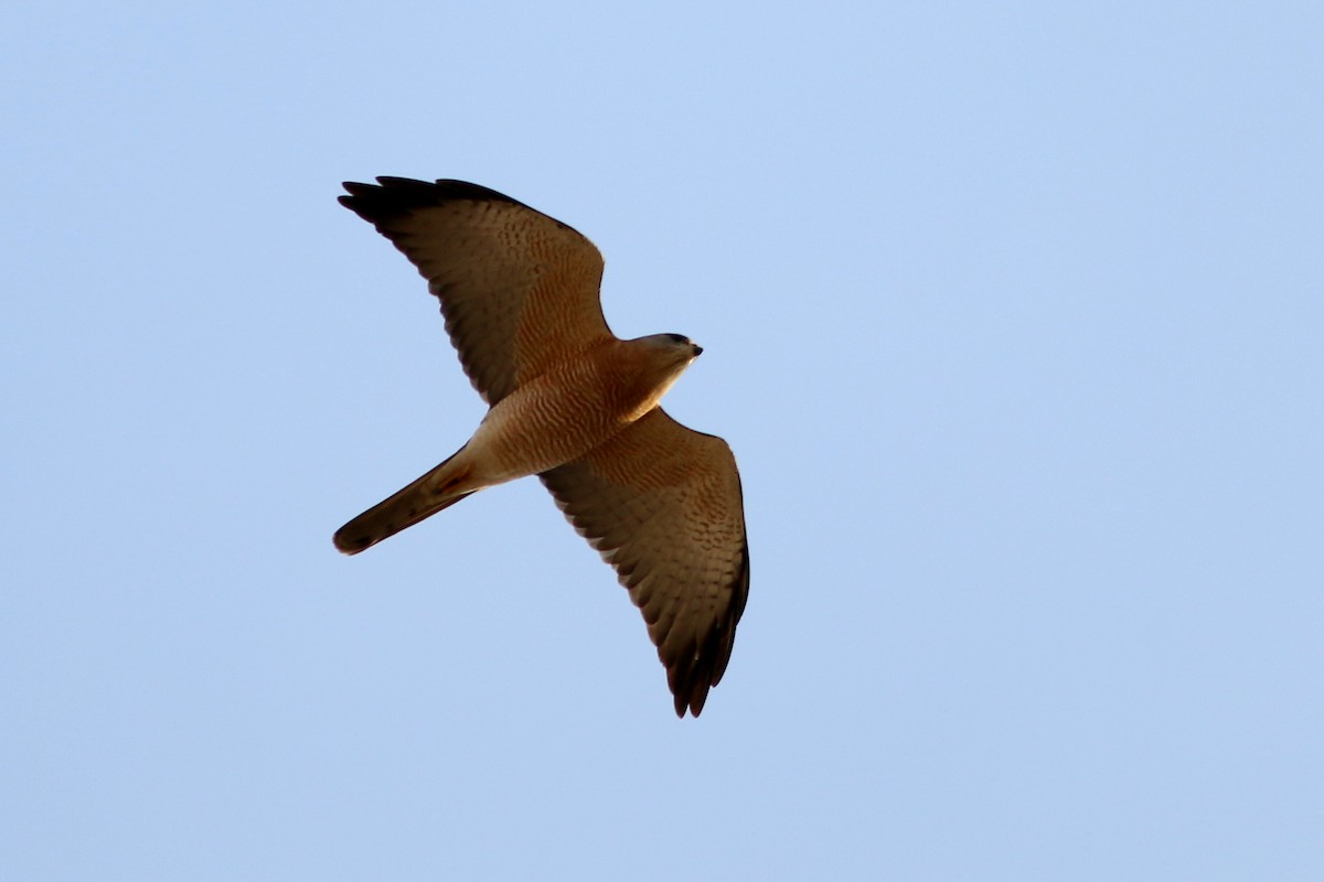 Levant Sparrowhawk - ML361764181