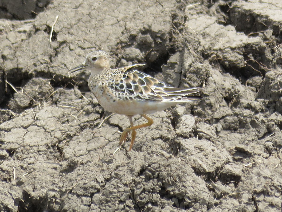 Buff-breasted Sandpiper - Pete Fenner