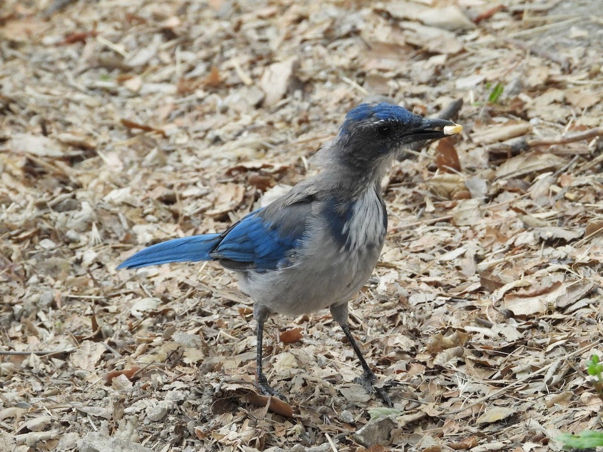 California Scrub-Jay - ML361765001