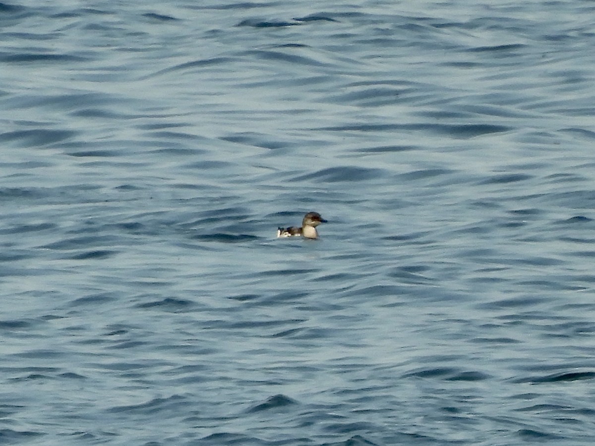 Black Guillemot - ML361765721