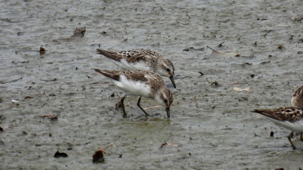 Semipalmated Sandpiper - ML361766881