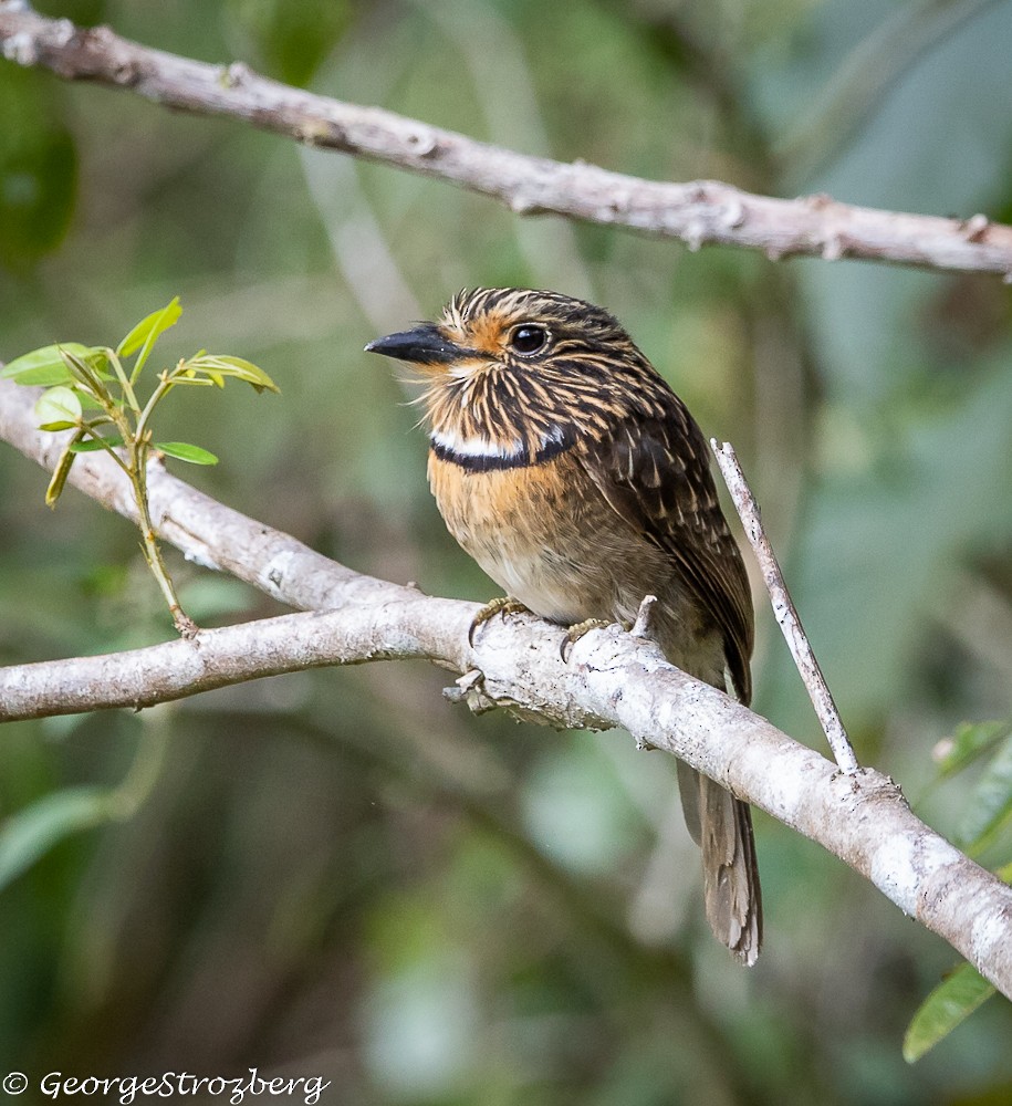 Crescent-chested Puffbird - ML361767561