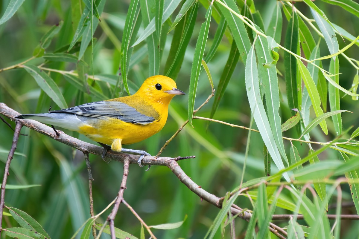 Prothonotary Warbler - ML361767591