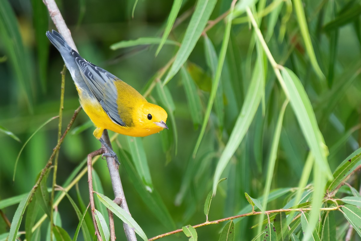 Prothonotary Warbler - ML361767621