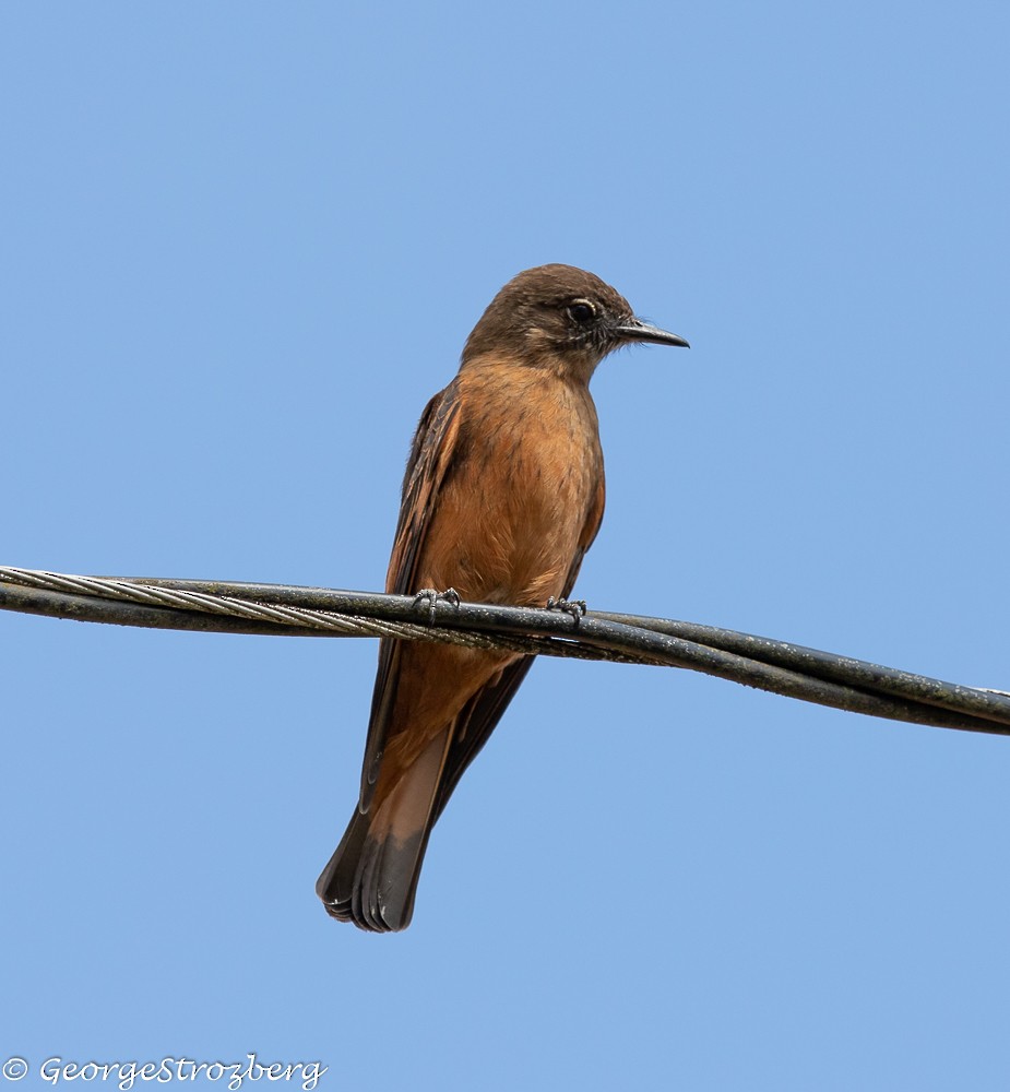 Cliff Flycatcher - ML361767841