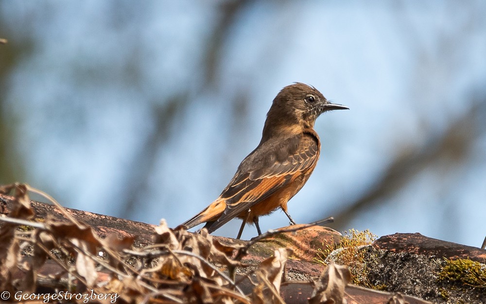 Cliff Flycatcher - ML361767851