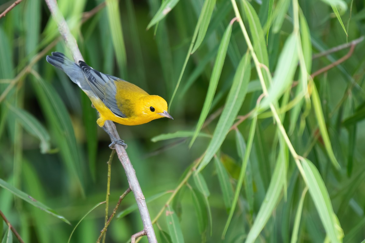 Prothonotary Warbler - ML361768151