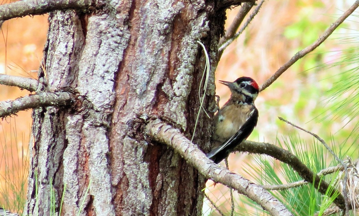 Hairy Woodpecker - ML36176841