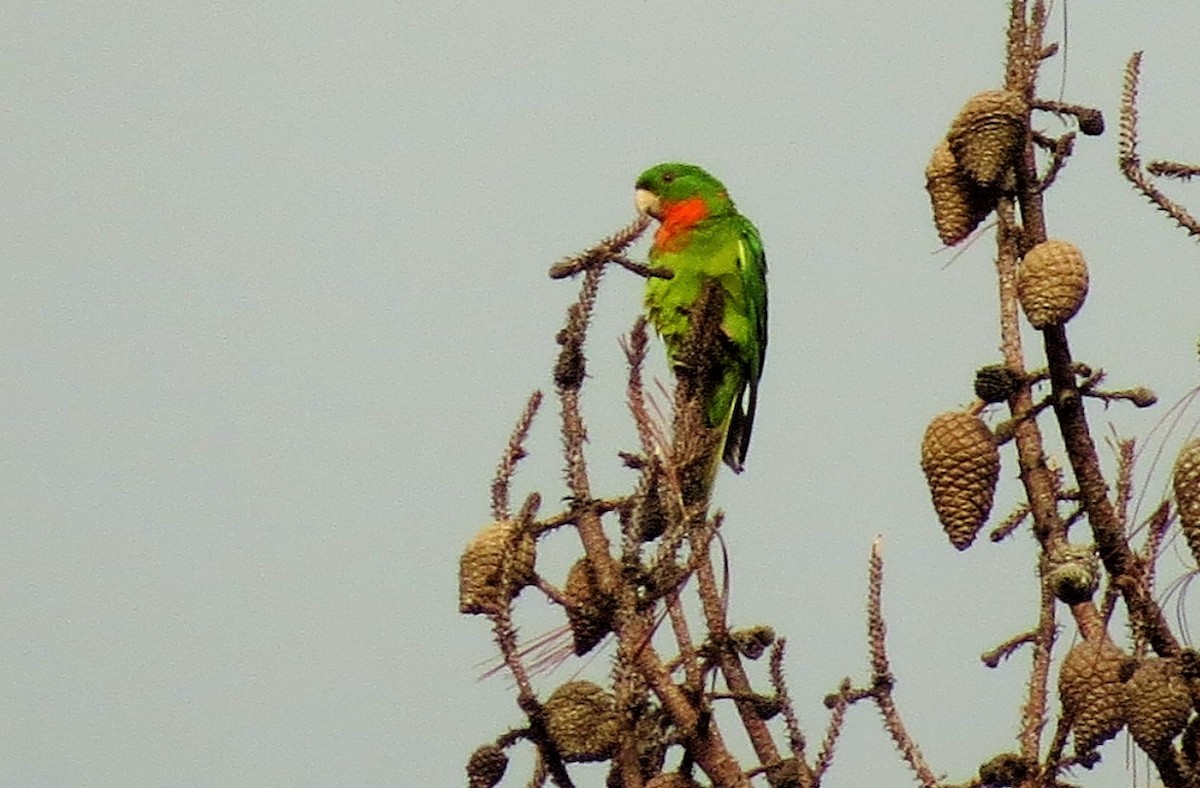 aratinga zelený (ssp. rubritorquis) - ML36176931