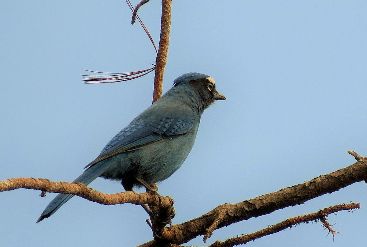 Стеллерова сойка [группа coronata] - ML36176991