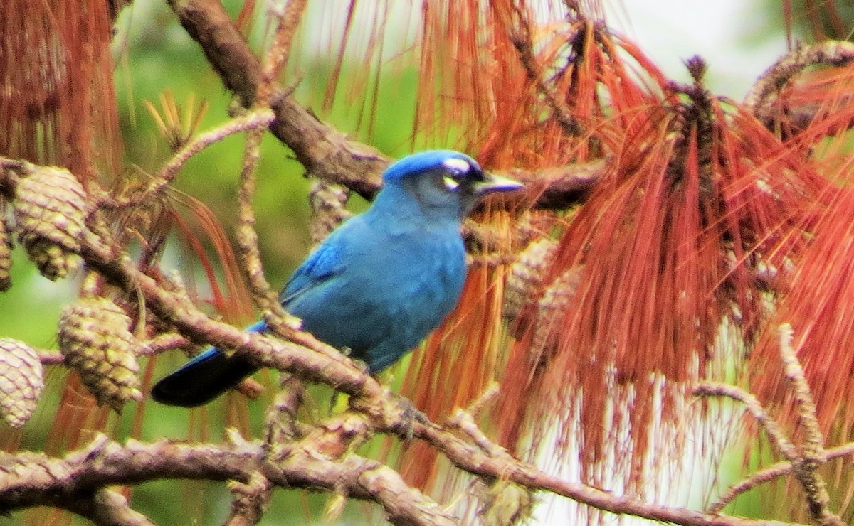 Steller's Jay (Middle American) - ML36177001