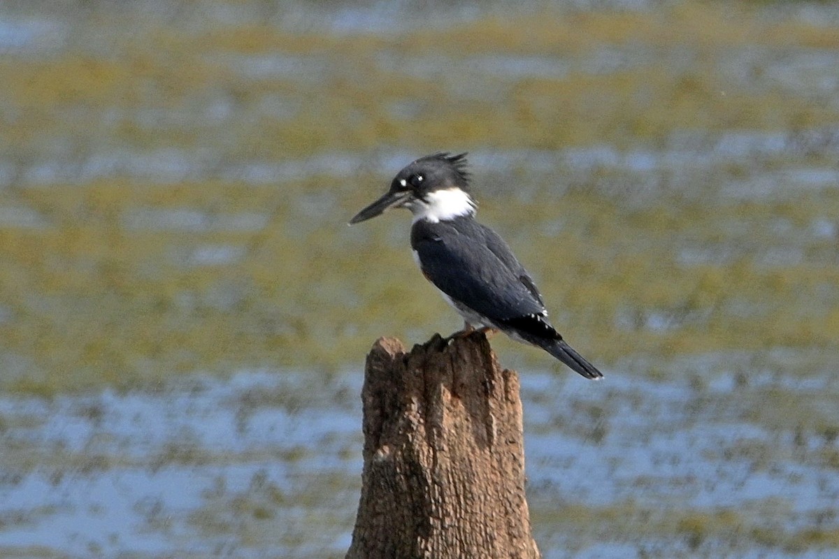 Belted Kingfisher - ML361770981